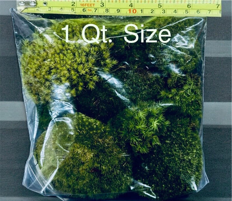 May include: A clear plastic bag filled with green moss. The text "1 Qt. Size" is printed on the bag. A yellow measuring tape is visible at the top of the bag.