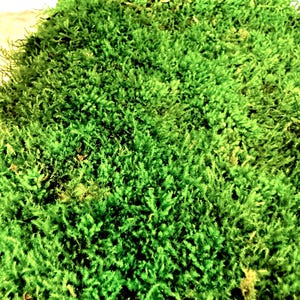 Live Hypnum Sheet Moss – Fresh Green, Available in 6 Sizes – Free Ship kokedama terrarium afbeelding 3