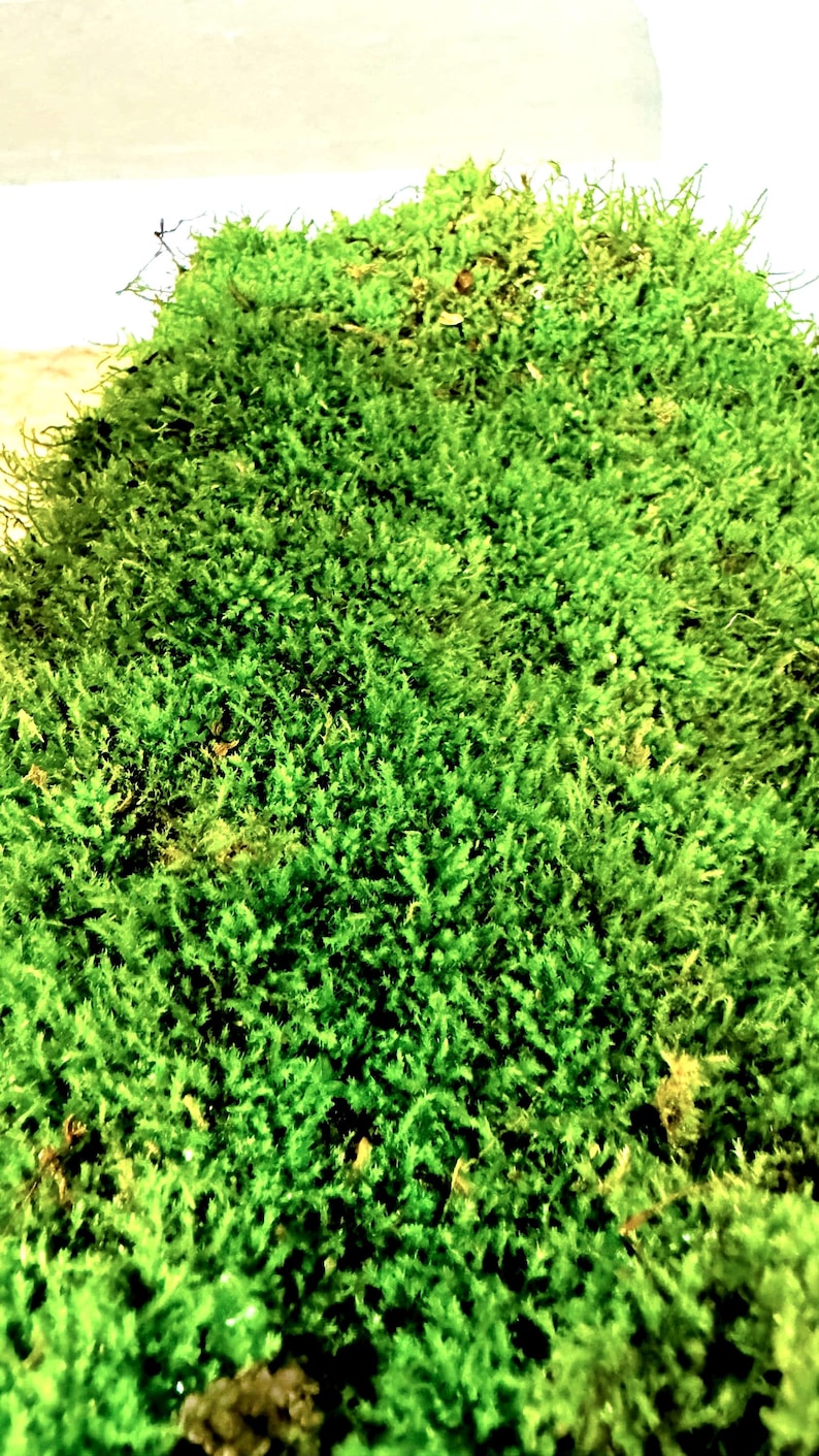 Live Hypnum Sheet Moss – Fresh Green, Available in 6 Sizes – Free Ship kokedama terrarium afbeelding 3