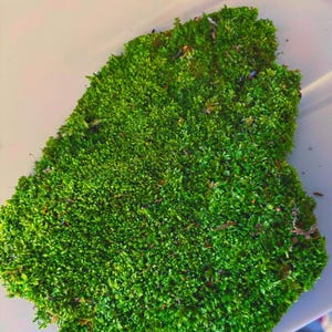Live Hypnum Sheet Moss – Fresh Green, Available in 5 sizes  kokedama terrarium bonsai