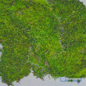Live Hypnum Sheet Moss – Fresh Green, Available in 6 Sizes – Free Ship kokedama terrarium afbeelding 8
