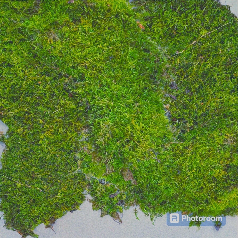 Live Hypnum Sheet Moss – Fresh Green, Available in 6 Sizes – Free Ship kokedama terrarium afbeelding 8