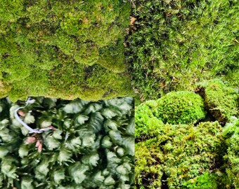 Live Moss  2 qt package assorted types for Terrariums Houseplants Fairy Garden  Vivarium Mood cushion cap broom *Free Shipping