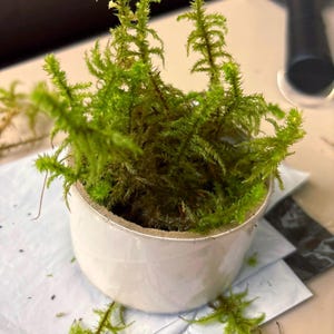 May include: A small, white, cylindrical container filled with vibrant green moss. The moss has a dense, textured appearance, with multiple stems and a natural, organic aesthetic. The container sits on a white surface.