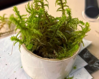 live rough goose neck big shaggy moss Rhytidiadelphus triquetrus terrariums vivariums moss garden