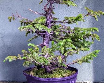 White spruce wild collected raw material starter tree 18”