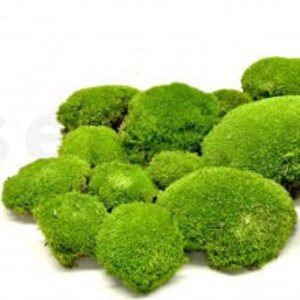 May include: A selection of bright green moss clumps on a white backdrop. The moss has a soft, textured appearance, with natural, organic forms. The image displays the moss in different sizes, emphasizing its rich, verdant colour and detailed surface.
