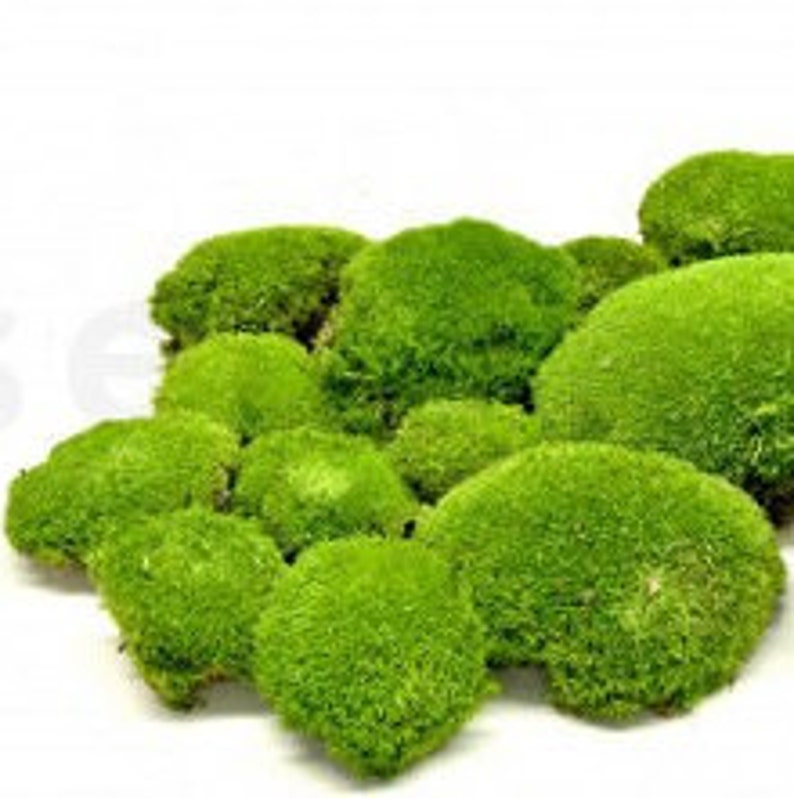 May include: A selection of bright green moss clumps on a white backdrop. The moss has a soft, textured appearance, with natural, organic forms. The image displays the moss in different sizes, emphasizing its rich, verdant colour and detailed surface.