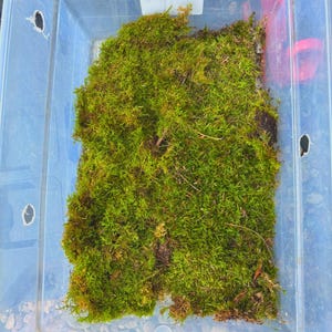 Op de afbeelding: Een doorzichtige plastic container gevuld met levendig groen mos. Het mos is een mix van heldere en donkere groentinten, waardoor een textuur ontstaat. De container heeft verschillende kleine gaten en een wit plastic stuk met een gat aan de bovenkant.