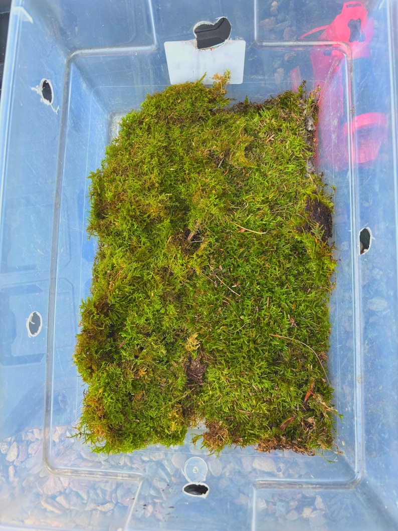 Op de afbeelding: Een doorzichtige plastic container gevuld met levendig groen mos. Het mos is een mix van heldere en donkere groentinten, waardoor een textuur ontstaat. De container heeft verschillende kleine gaten en een wit plastic stuk met een gat aan de bovenkant.