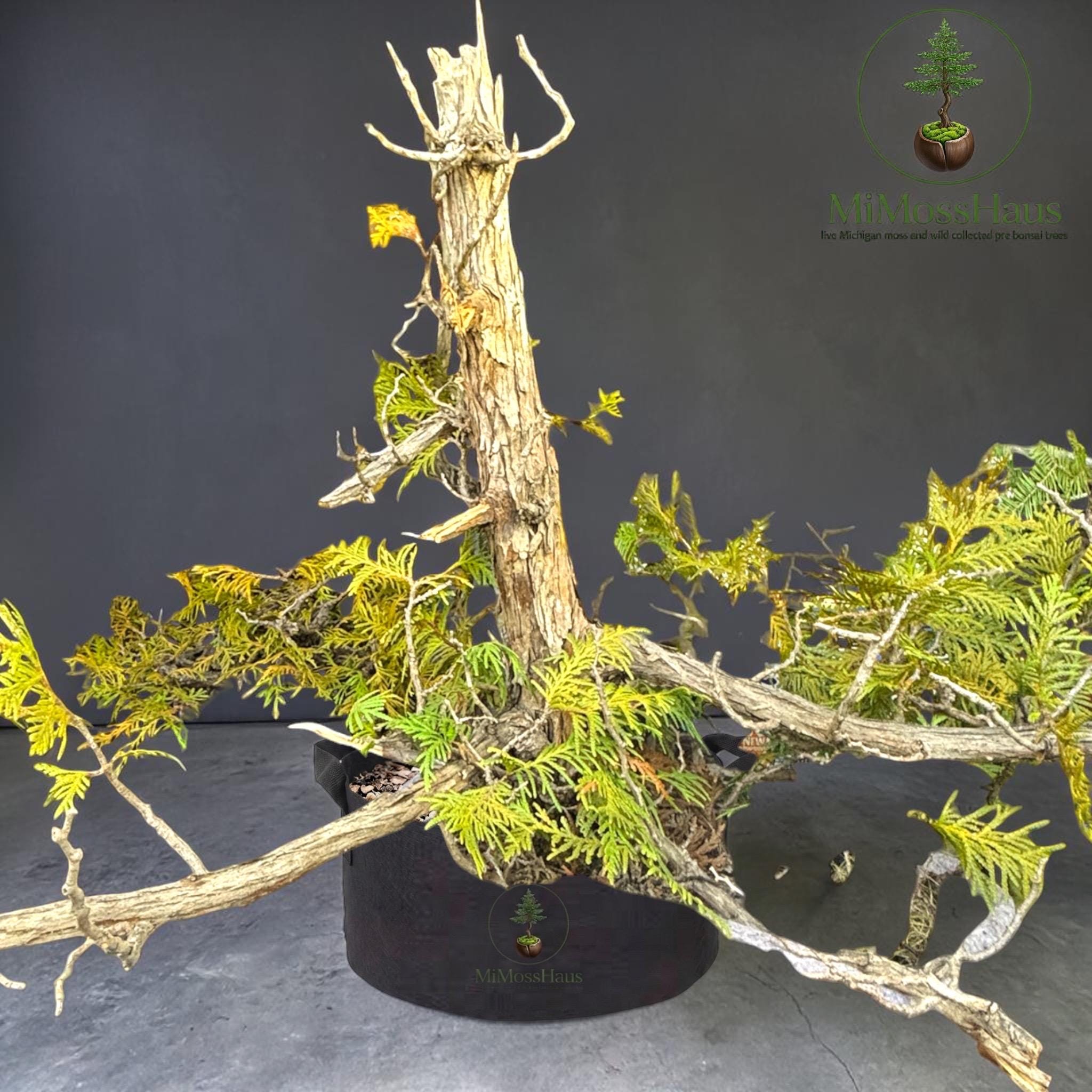 bird nest fern asplenium Asplenium Nidus | Bird's Nest Fern Houseplant main image 1