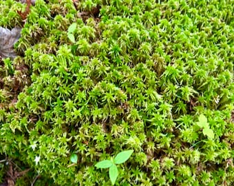 May include: A close-up shot of bright green moss, densely covering the ground. Small, fresh green plants are scattered amongst the moss. The texture is dense and detailed, creating a natural, verdant scene.