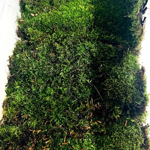 Live Hypnum Sheet Moss – Fresh Green, Available in 6 Sizes – Free Ship kokedama terrarium afbeelding 4
