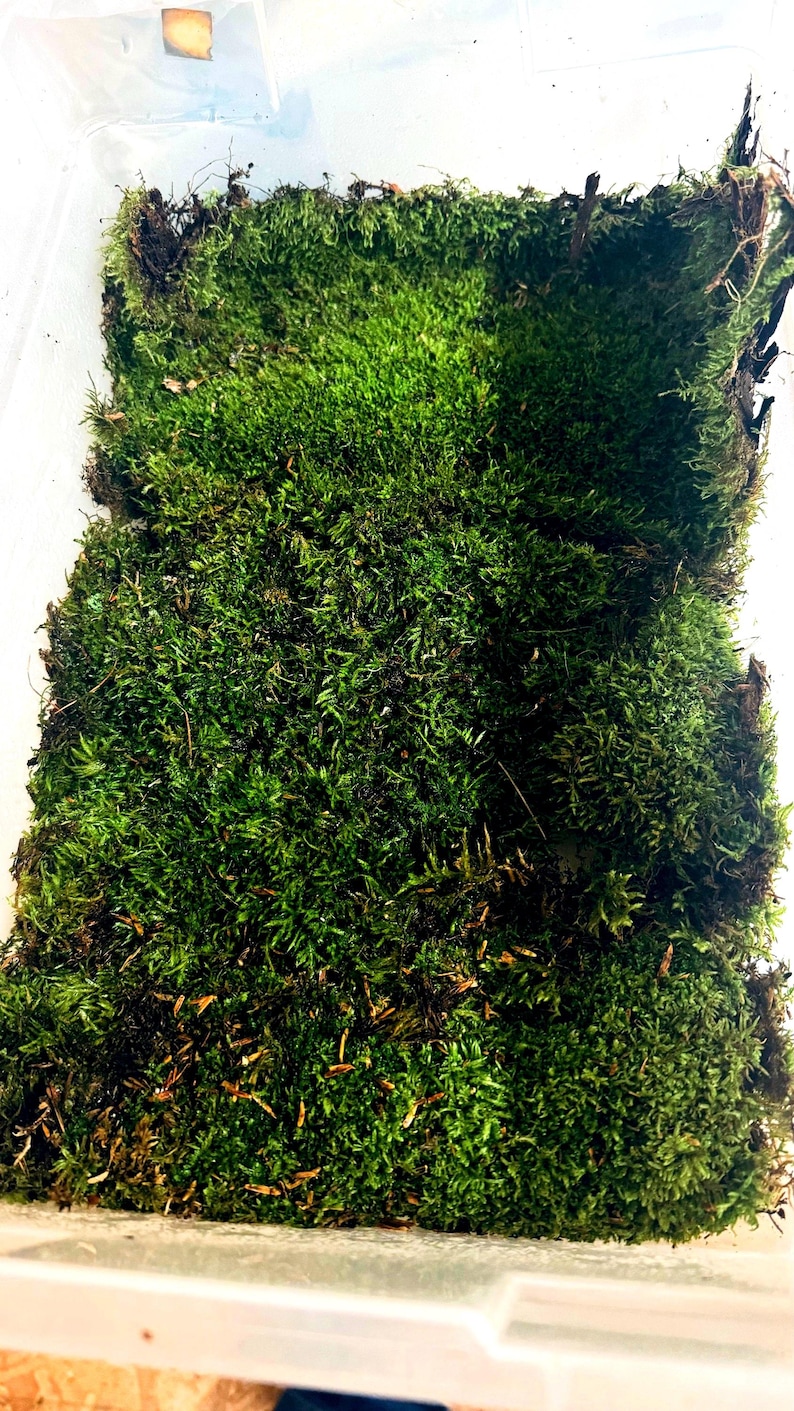 Live Hypnum Sheet Moss – Fresh Green, Available in 6 Sizes – Free Ship kokedama terrarium afbeelding 4