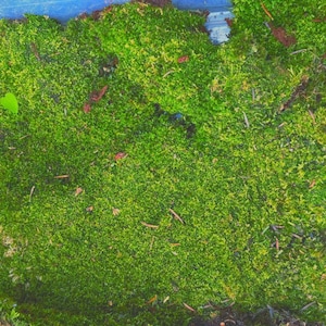 Op de afbeelding: Close-up van levendig groen mos, met een dichte, getextureerde uitstraling. Kleine bruine twijgen en een enkel groen blad zijn verspreid over het mos. Een natuurlijk element, mogelijk voor terrariums of knutselwerk.