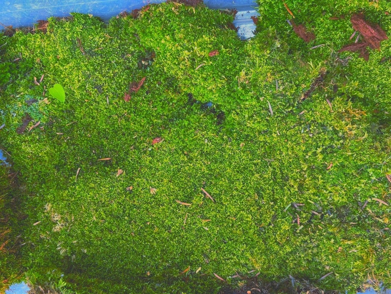 Op de afbeelding: Close-up van levendig groen mos, met een dichte, getextureerde uitstraling. Kleine bruine twijgen en een enkel groen blad zijn verspreid over het mos. Een natuurlijk element, mogelijk voor terrariums of knutselwerk.