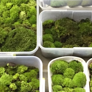 May include: An overhead view shows several white plastic containers filled with bright green moss. The moss has varying textures and densities, creating a natural, textured appearance. The containers are arranged on a neutral surface.