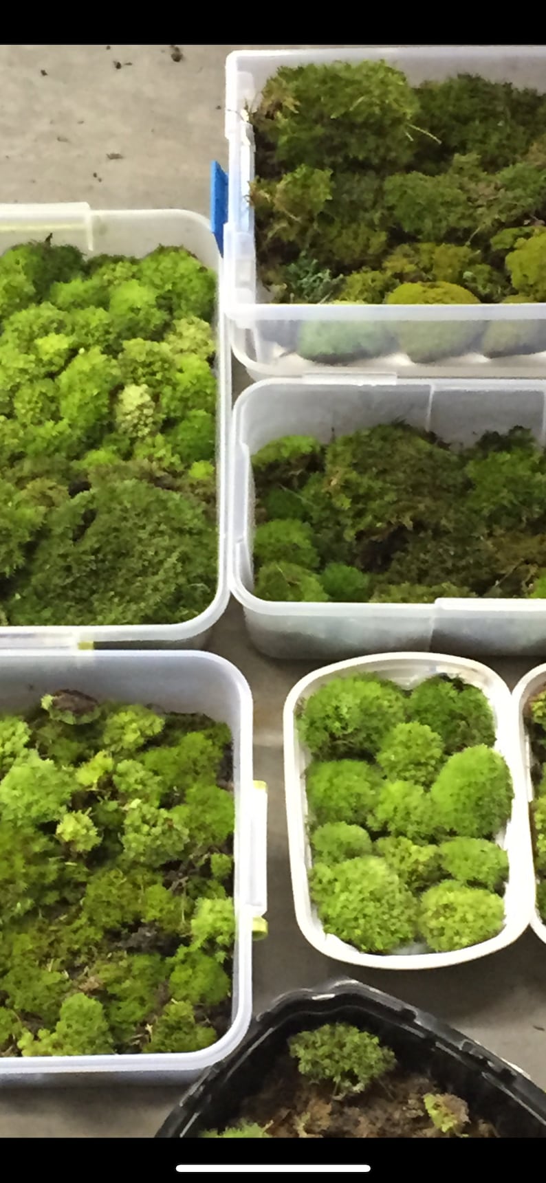 May include: An overhead view shows several white plastic containers filled with bright green moss. The moss has varying textures and densities, creating a natural, textured appearance. The containers are arranged on a neutral surface.
