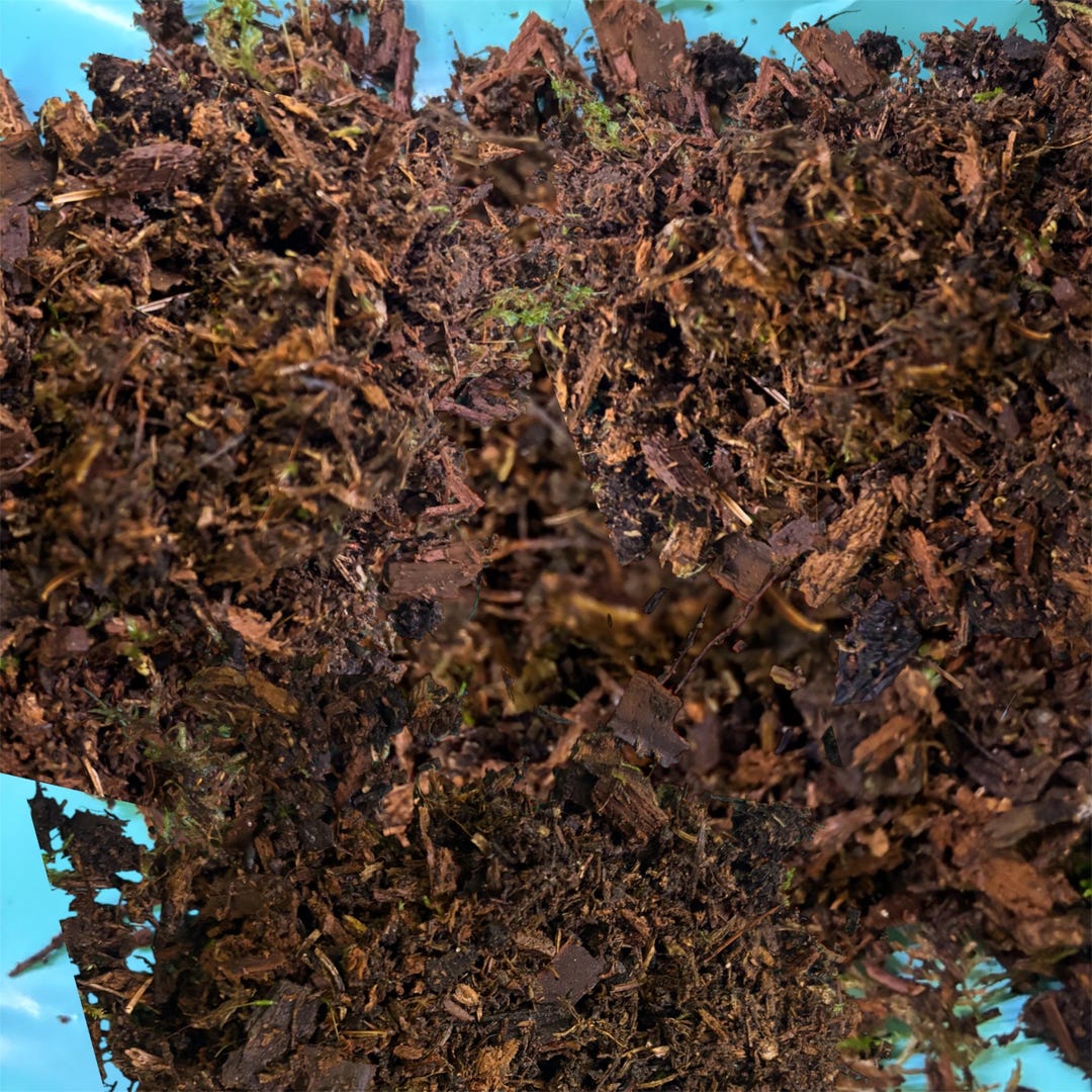 Natural Moss Terrarium Substrate: Boreal Forest Blend Hypnum Cushion ...