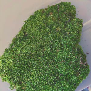 May include: A dense, irregular patch of vibrant green moss featuring a textured, multi-layered surface with fine, needle-like foliage. The organic clump displays varying shades of deep forest green and bright lime, with small brown debris.
