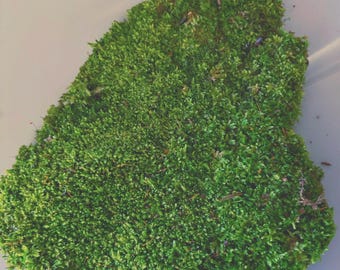 May include: A dense, irregular patch of vibrant green moss featuring a textured, multi-layered surface with fine, needle-like foliage. The organic clump displays varying shades of deep forest green and bright lime, with small brown debris.