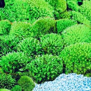 May include: A close-up view of bright green moss, displaying diverse textures and tones. The moss forms dense, rounded clusters, creating a rich, natural pattern. The image highlights the intricate details of the plant life, with a few small blue pebbles in the corner.