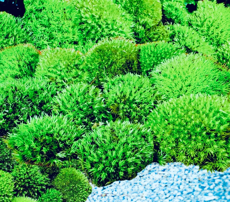 May include: A close-up view of bright green moss, displaying diverse textures and tones. The moss forms dense, rounded clusters, creating a rich, natural pattern. The image highlights the intricate details of the plant life, with a few small blue pebbles in the corner.