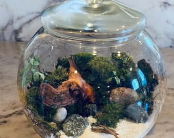 Live moss bowl terrarium premade mossarium. Ships free!