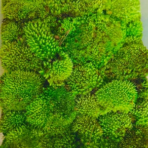 May include: A close-up shot of bright green moss, filling the image. The moss is arranged in dense, rounded clumps, giving a textured, natural look. The colour varies from a fresh, bright green to darker shades, indicating different stages of growth.
