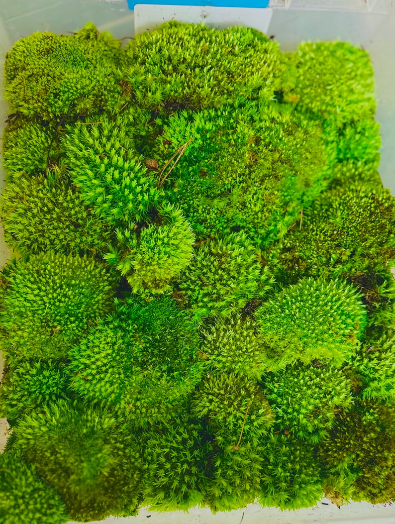 May include: A close-up shot of bright green moss, filling the image. The moss is arranged in dense, rounded clumps, giving a textured, natural look. The colour varies from a fresh, bright green to darker shades, indicating different stages of growth.