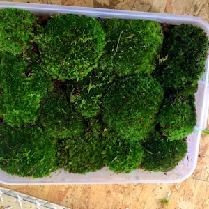 May include: A clear plastic container filled with vibrant green moss. The moss is arranged in irregular clumps, creating a textured, natural appearance. The container has a green handle and is set against a light-coloured surface.