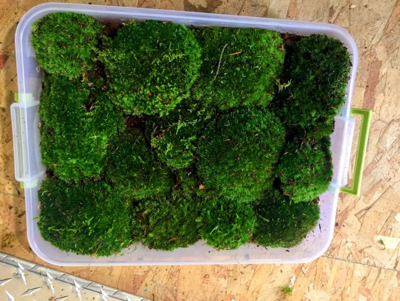 May include: A clear plastic container filled with vibrant green moss. The moss is arranged in irregular clumps, creating a textured, natural appearance. The container has a green handle and is set against a light-coloured surface.