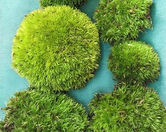 Fresh Pin Cushion Moss: Terrarium, Bonsai, Fairy Garden
