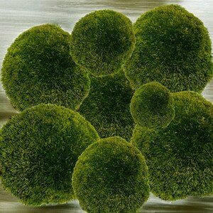 fresh live Pin Cushion Moss 1qt. Pillow moss vivariums terrariums fairy gardens clean healthy free ship image 4