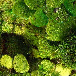 live moss variety pack 4 sizes free ship