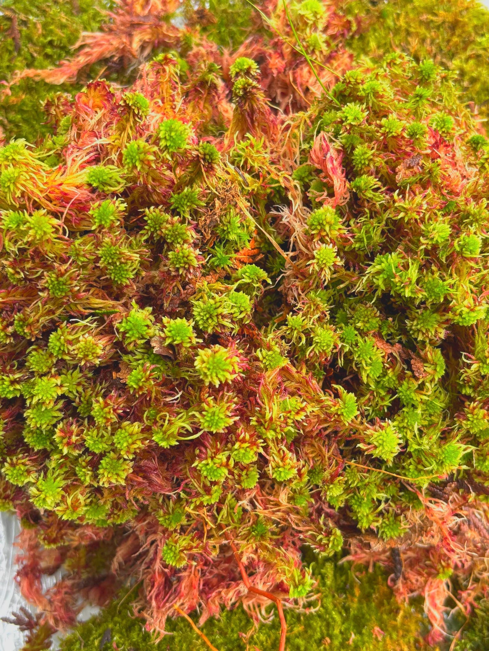 Red Color Bogs Live Red Sphagnum Bog Moss: Fresh Terrarium Vivarium - Etsy