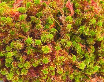 Live Red Sphagnum Bog Moss: Fresh Terrarium Vivarium