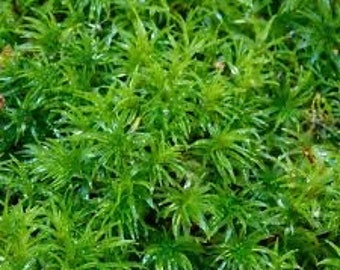 Live Fresh Sphagnum Moss Terrariums plants Fairy Garden Vivarium free shipping