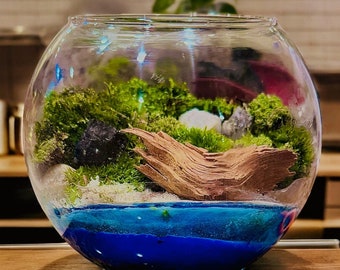 Live moss bowl terrarium premade mossarium. Ships free!