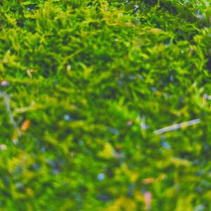 Live Hypnum Sheet Moss – Fresh Green, Available in 6 Sizes – Free Ship kokedama terrarium afbeelding 7