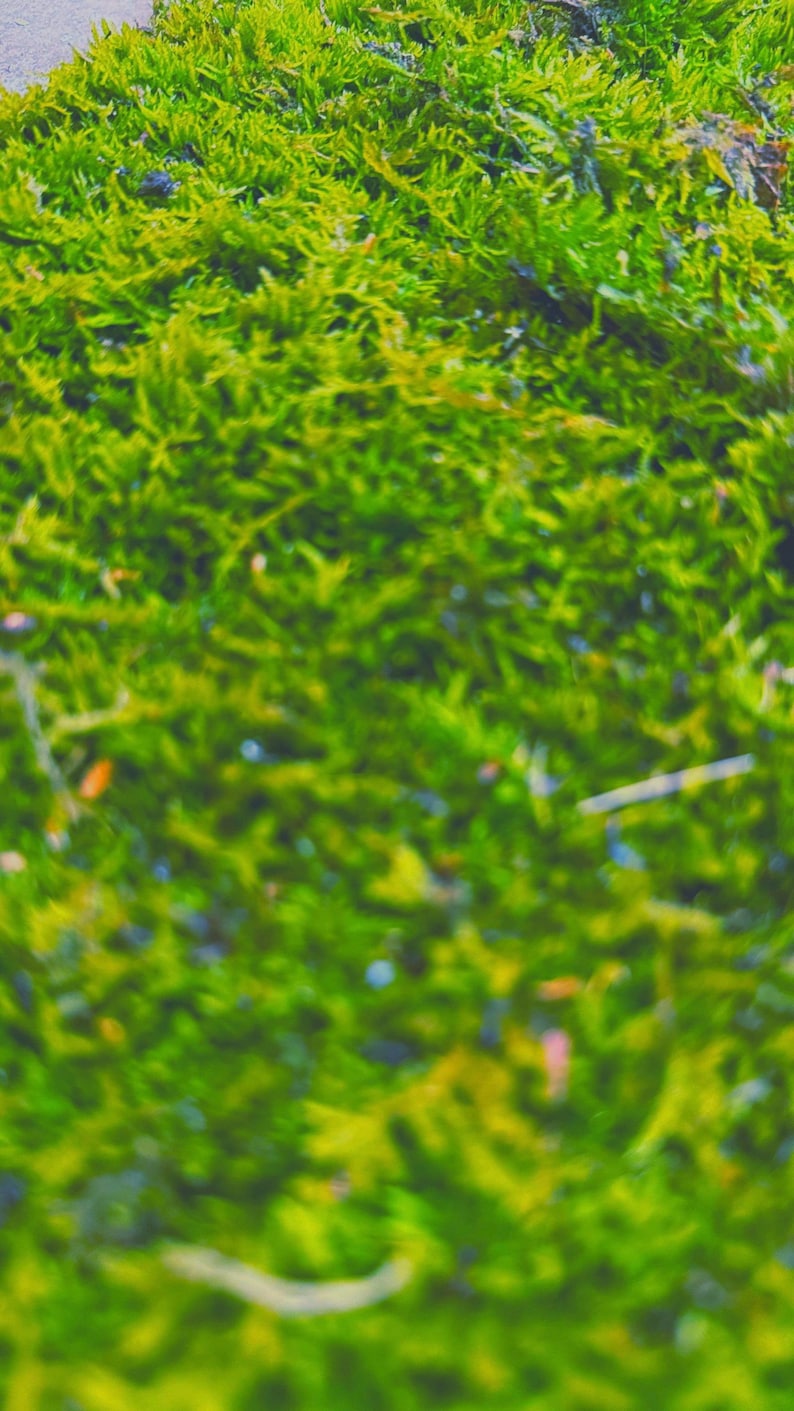 Live Hypnum Sheet Moss – Fresh Green, Available in 6 Sizes – Free Ship kokedama terrarium afbeelding 7