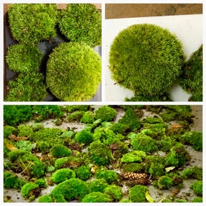 May include: A selection of bright green moss, displayed in different arrangements. Some are round, others are uneven clumps. The moss looks fresh and dense, with a textured surface. The image highlights the natural beauty and diversity of moss.