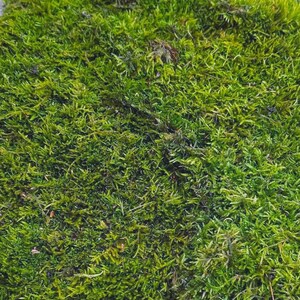Live Hypnum Sheet Moss – Fresh Green, Available in 6 Sizes – Free Ship kokedama terrarium afbeelding 9