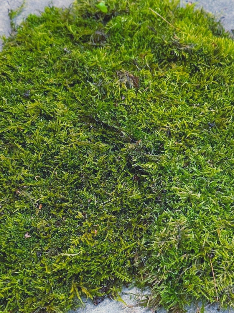 Live Hypnum Sheet Moss – Fresh Green, Available in 6 Sizes – Free Ship kokedama terrarium afbeelding 9