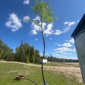Live Tamarack (Eastern Larch) Seedling – 3-4 Year Old Bare-Root Tree – Free Shipping from Michigan