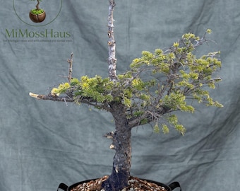 Exceptional 17” white Spruce Pre Bonsai  Wild Collected aged bark deadwood