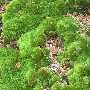 May include: A close-up of bright green moss, densely covering a surface. The moss has a textured appearance, with different shades of green. Small twigs and debris are scattered throughout, adding natural detail.