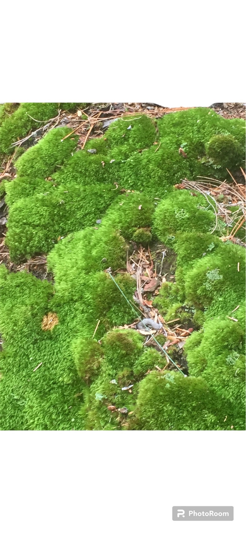 May include: A close-up of bright green moss, densely covering a surface. The moss has a textured appearance, with different shades of green. Small twigs and debris are scattered throughout, adding natural detail.