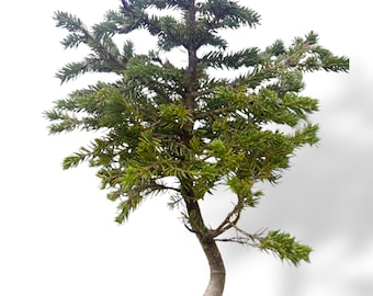 8” white spruce wild collected grown wide canopy  pre bonsai starter