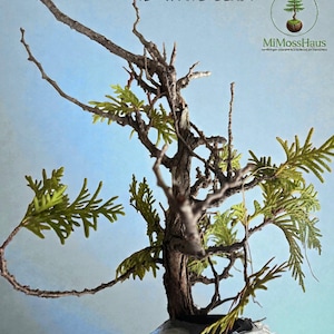 Yamadori Bonsai - Etsy